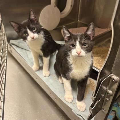 Enlarge Lenny, a Adoptable Domestic Short Hair in Dallas, TX image 2/4