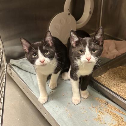 Enlarge Lenny, a Adoptable Domestic Short Hair in Dallas, TX image 3/4