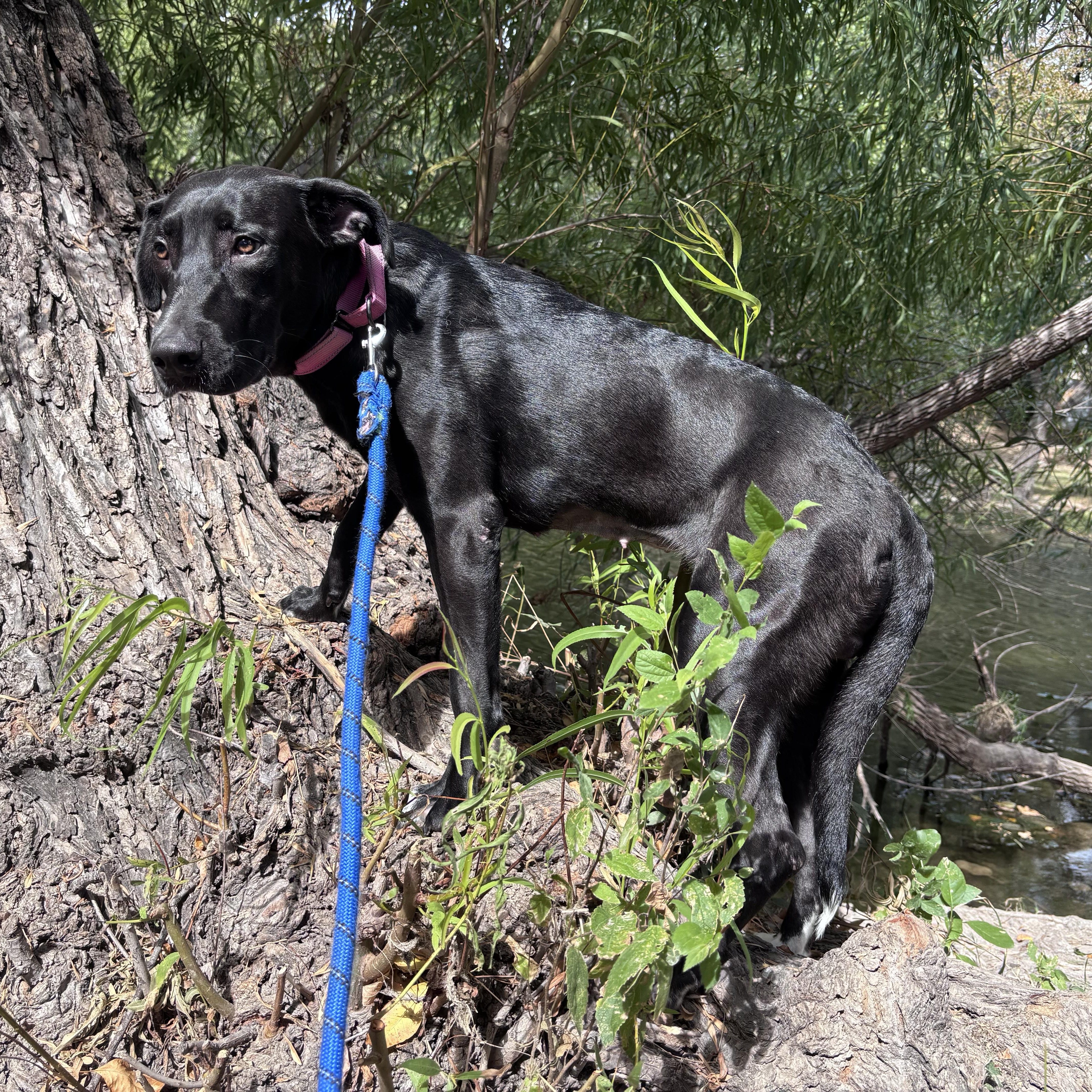 Photo of Baby Female Black Labrador Retriever Black, White / Cream
