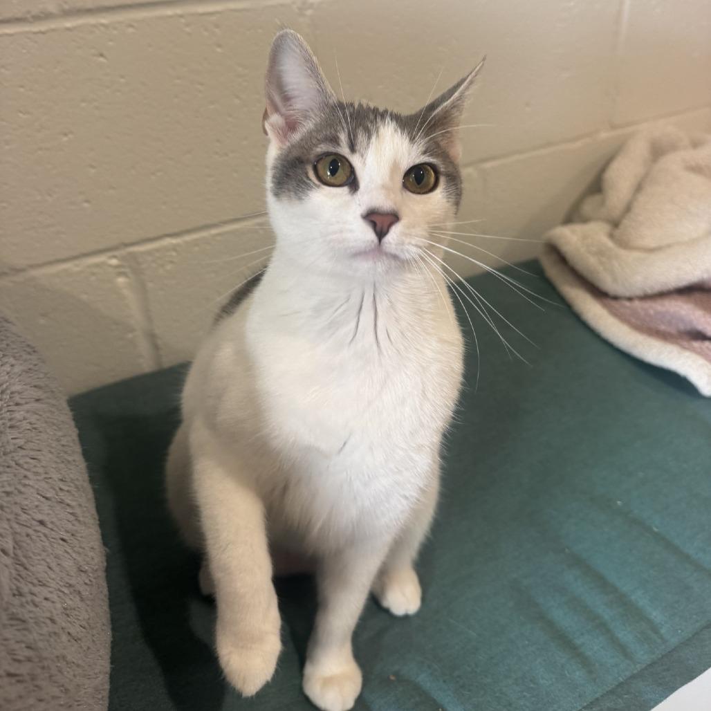 Shorekeeper, Adoptable, Young Female Domestic Short Hair.