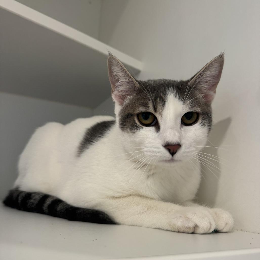 Shorekeeper, Adoptable, Young Female Domestic Short Hair.