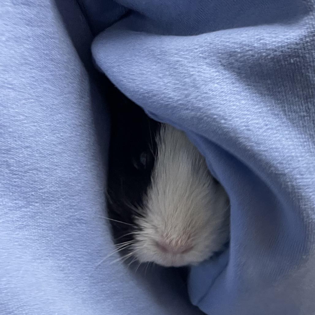 Eggs, Adoptable, Adult Female Guinea Pig.