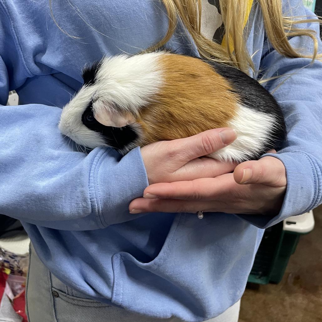 Eggs, a Adoptable Guinea Pig in Springfield, MO image 2/6