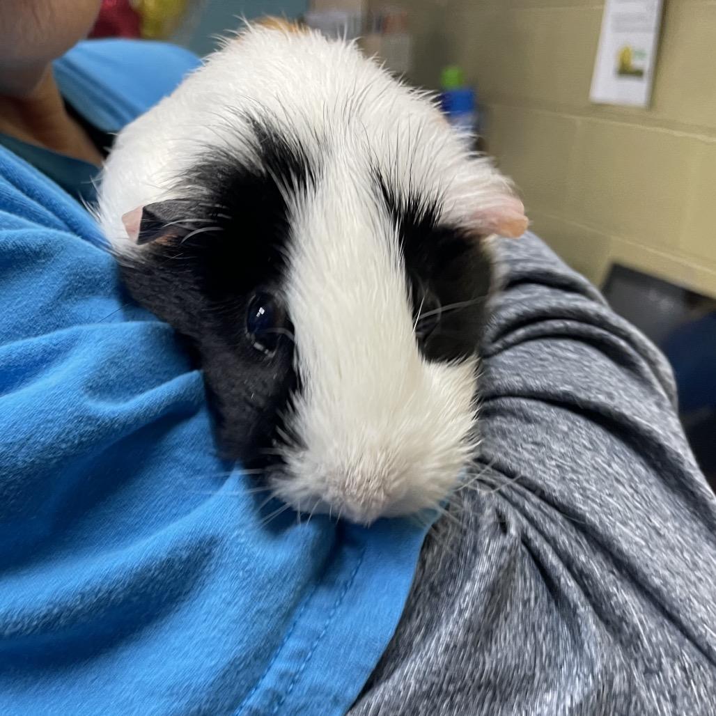 Eggs, a Adoptable Guinea Pig in Springfield, MO image 3/6