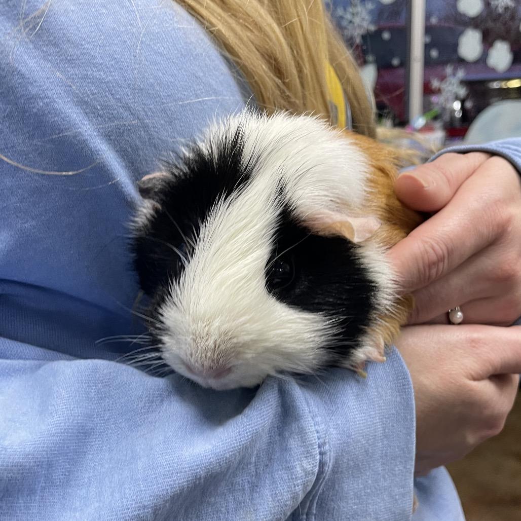 Eggs, a Adoptable Guinea Pig in Springfield, MO image 4/6