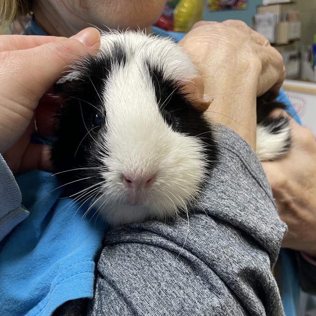 Eggs, a Adoptable Guinea Pig in Springfield, MO image 5/6