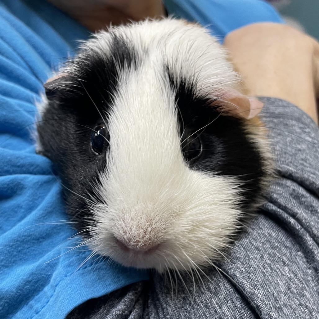 Eggs, a Adoptable Guinea Pig in Springfield, MO image 6/6