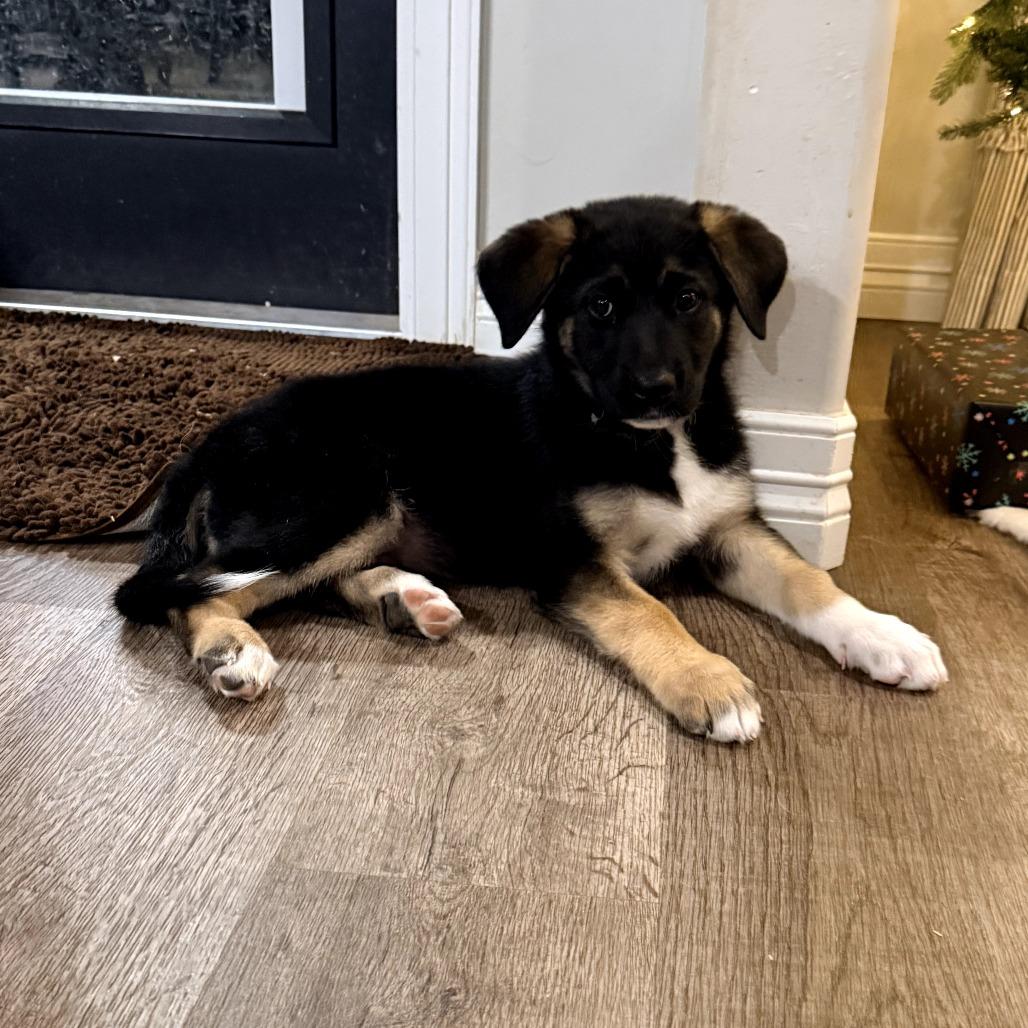 Wynonna, Adoptable, Puppy Female Belgian Shepherd / Malinois.