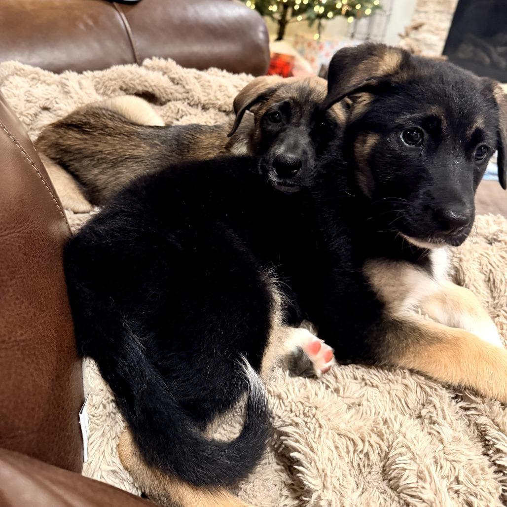 Enlarge Wynonna, a Adoptable Belgian Shepherd / Malinois in Tulsa, OK image 2/2