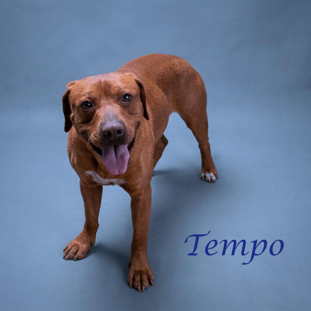Tempo D26-115, Adoptable, Adult Male Labrador Retriever & Mixed Breed.