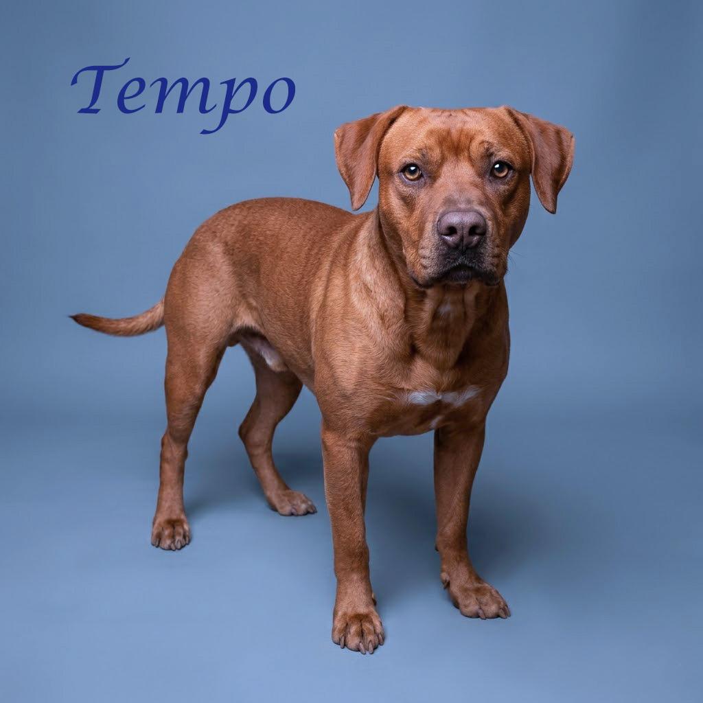 Enlarge Tempo D26-115, a Adoptable mixed breed in Lebanon, TN image 2/6