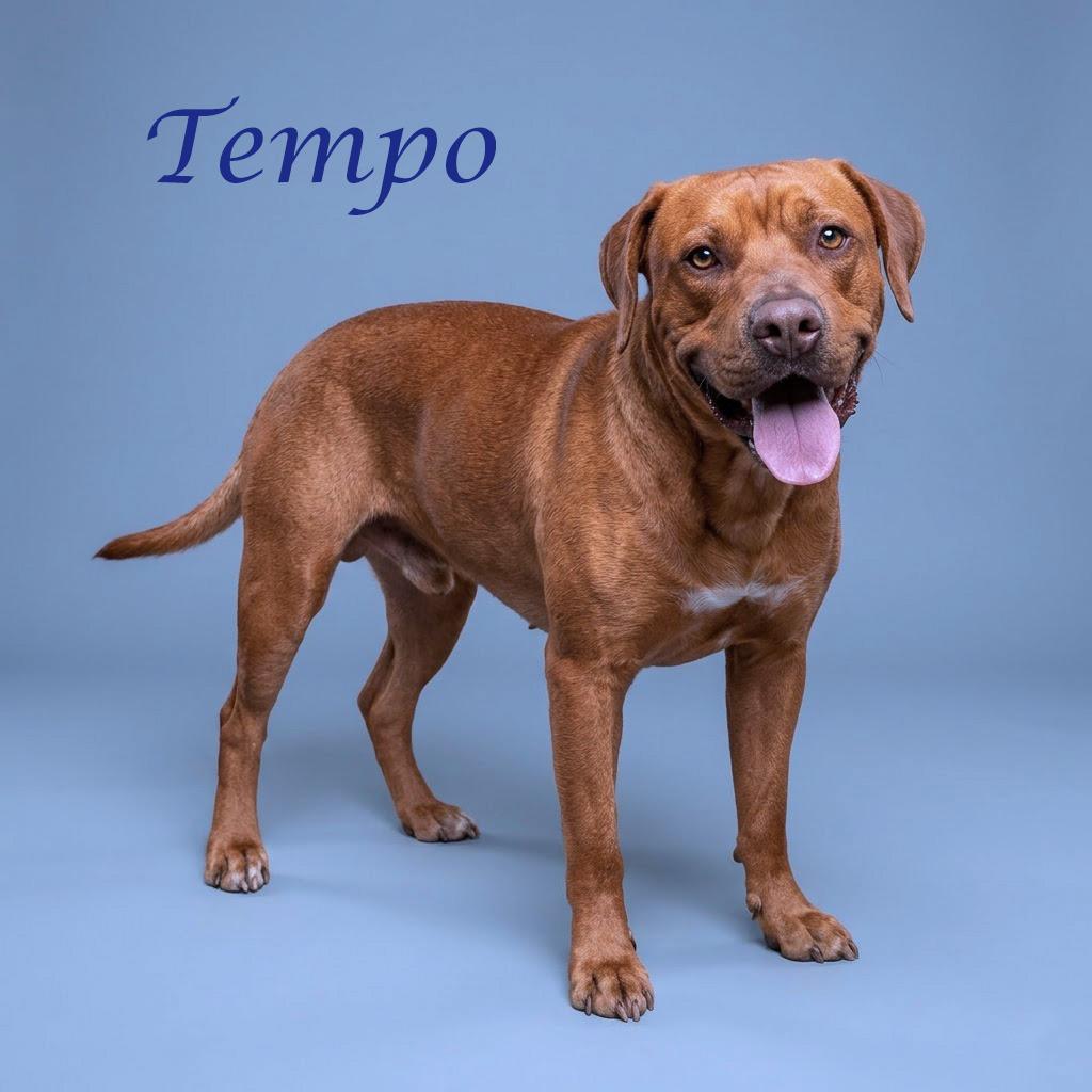 Enlarge Tempo D26-115, a Adoptable mixed breed in Lebanon, TN image 3/6