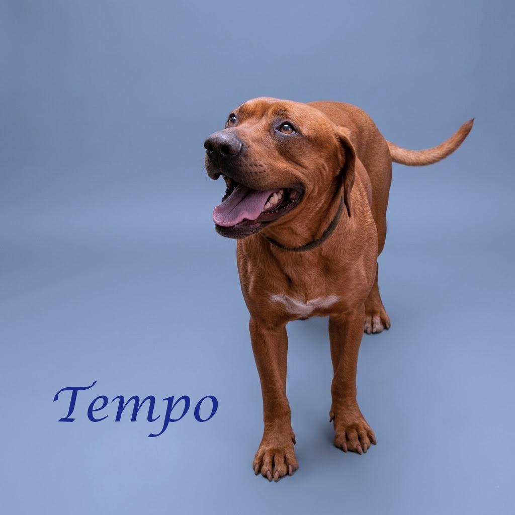 Enlarge Tempo D26-115, a Adoptable mixed breed in Lebanon, TN image 4/6