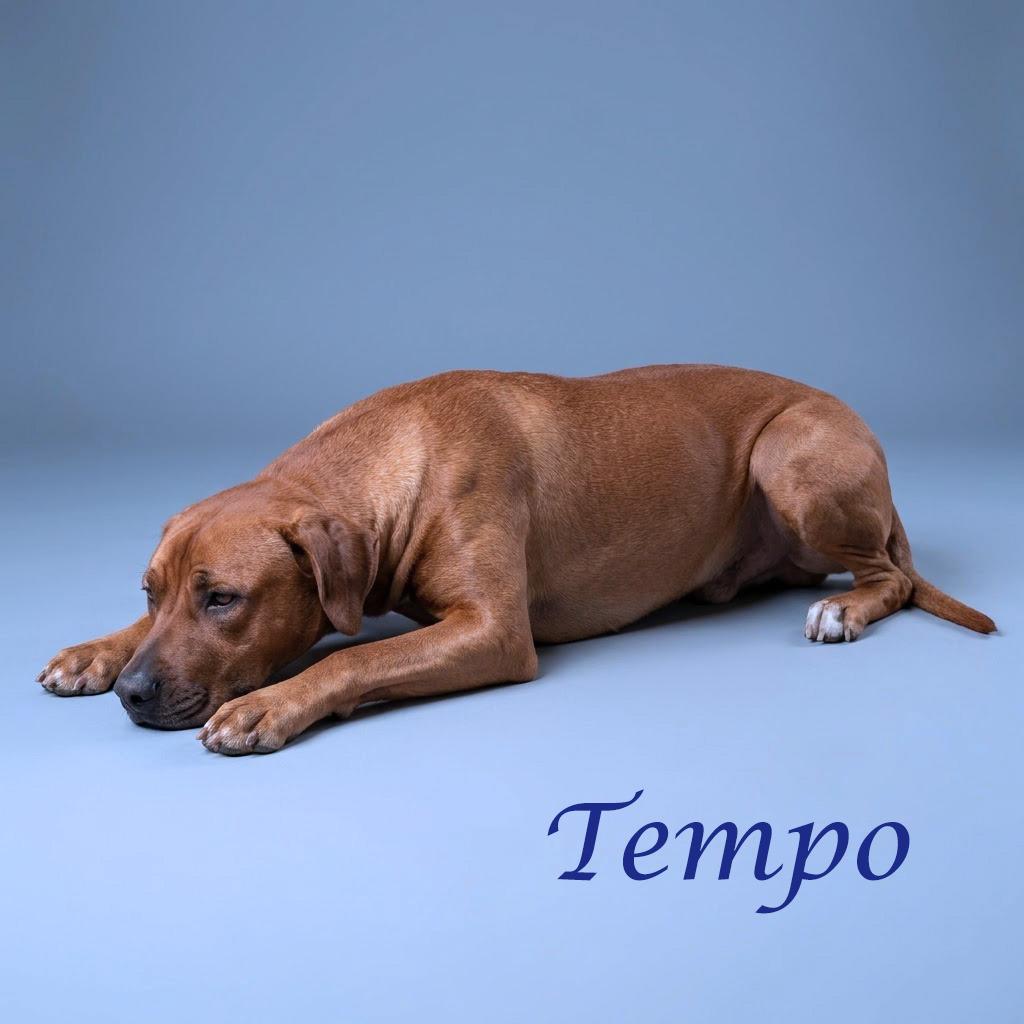 Enlarge Tempo D26-115, a Adoptable mixed breed in Lebanon, TN image 5/6