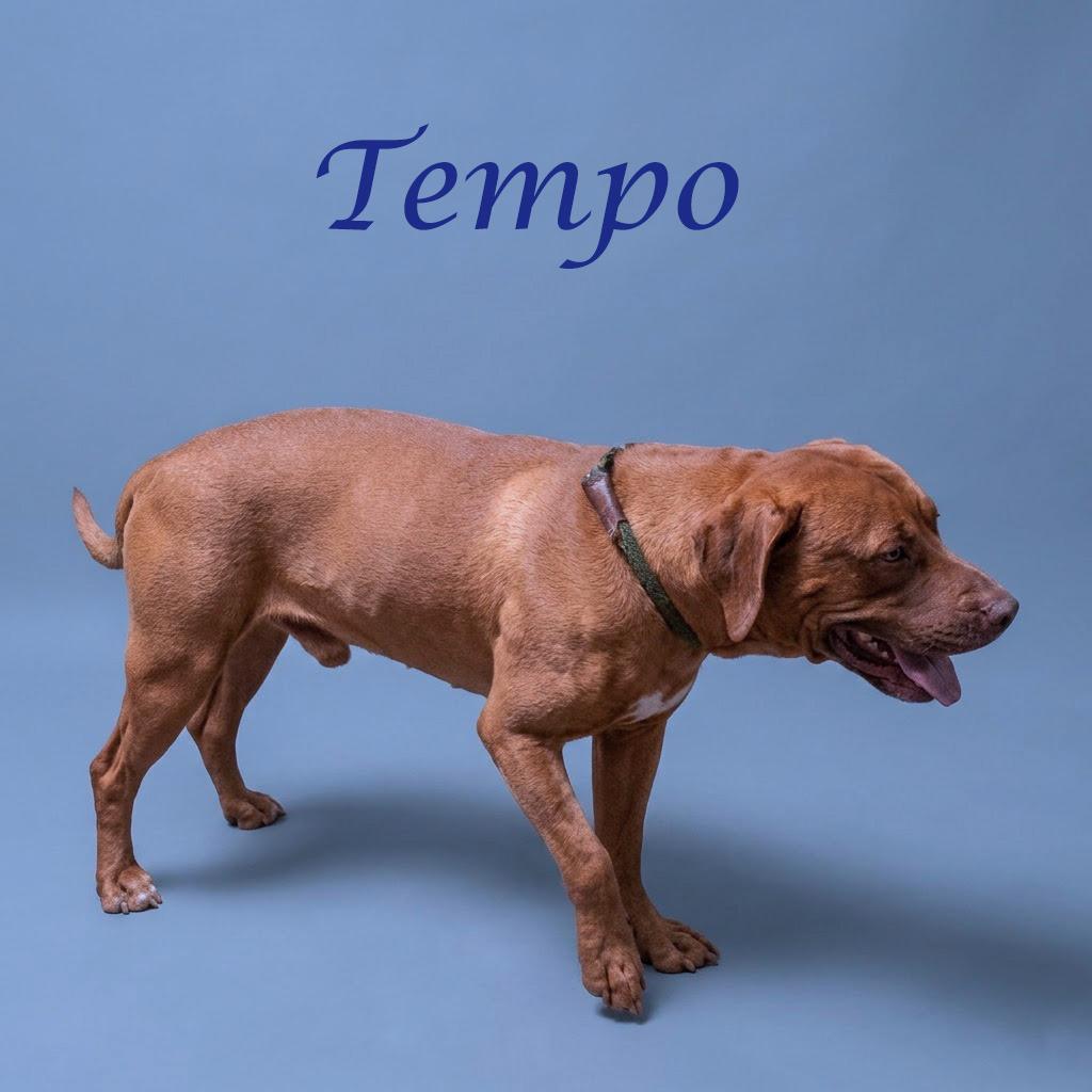 Enlarge Tempo D26-115, a Adoptable mixed breed in Lebanon, TN image 6/6