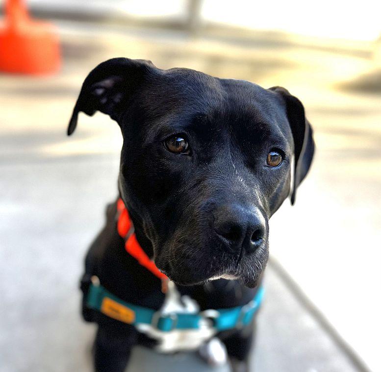 Enlarge Pepita, a ADOPTABLE Pit Bull Terrier in Berkeley, CA image 1/6
