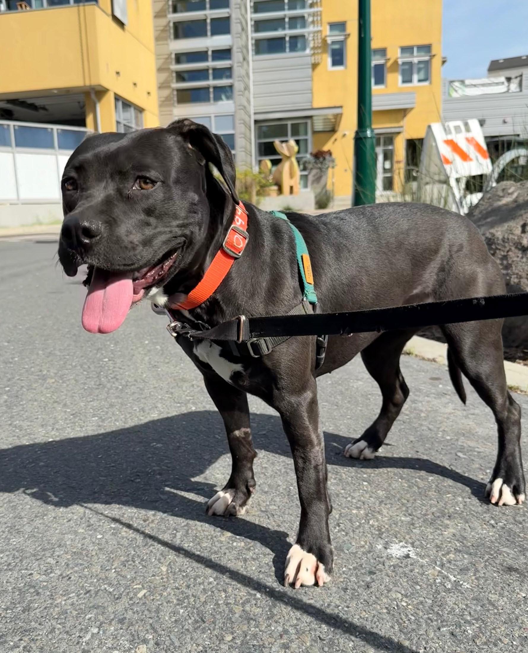 Enlarge Pepita, a ADOPTABLE Pit Bull Terrier in Berkeley, CA image 2/6