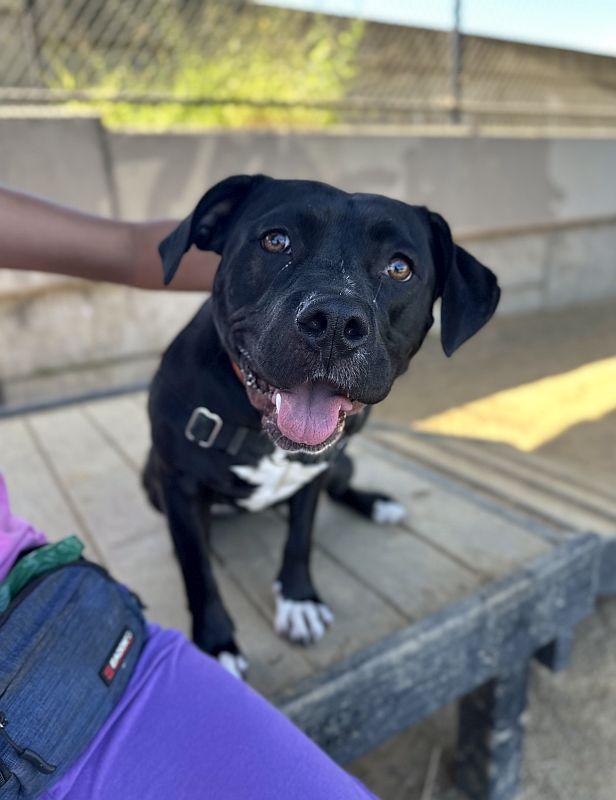 Pepita, a ADOPTABLE Pit Bull Terrier in Berkeley, CA image 2/6
