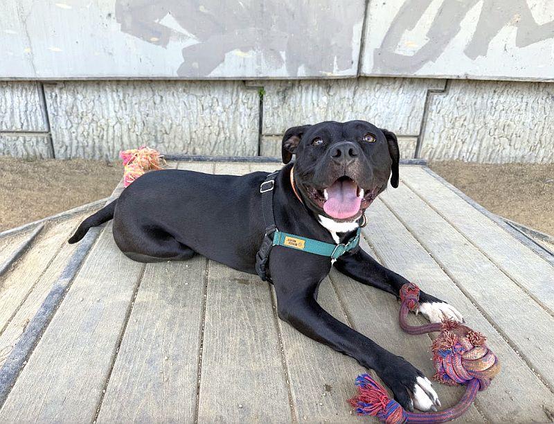 Pepita, a ADOPTABLE Pit Bull Terrier in Berkeley, CA image 2/6