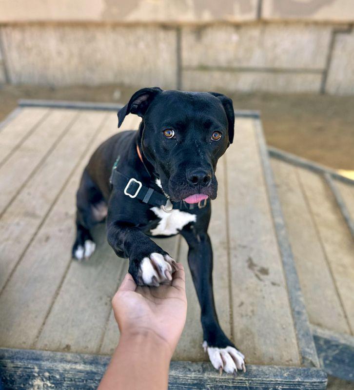 Pepita, a ADOPTABLE Pit Bull Terrier in Berkeley, CA image 5/6