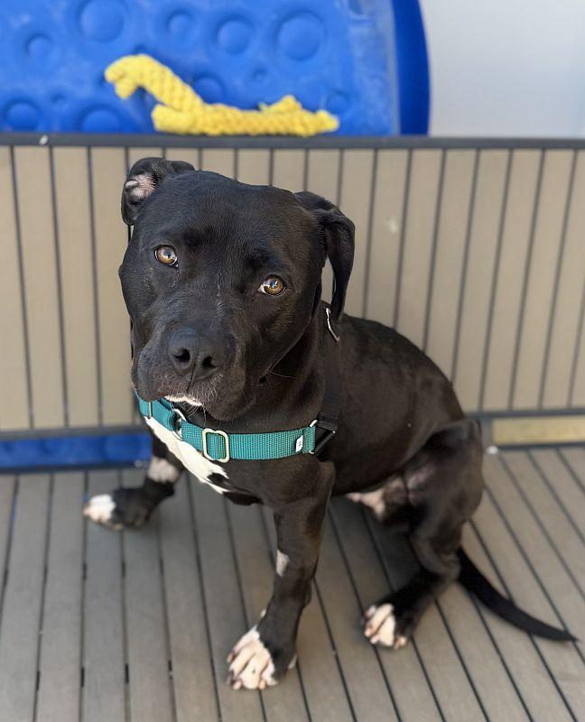 Pepita, a ADOPTABLE Pit Bull Terrier in Berkeley, CA image 4/6