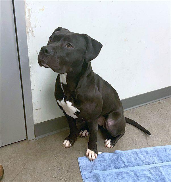 Pepita, a ADOPTABLE Pit Bull Terrier in Berkeley, CA image 6/6
