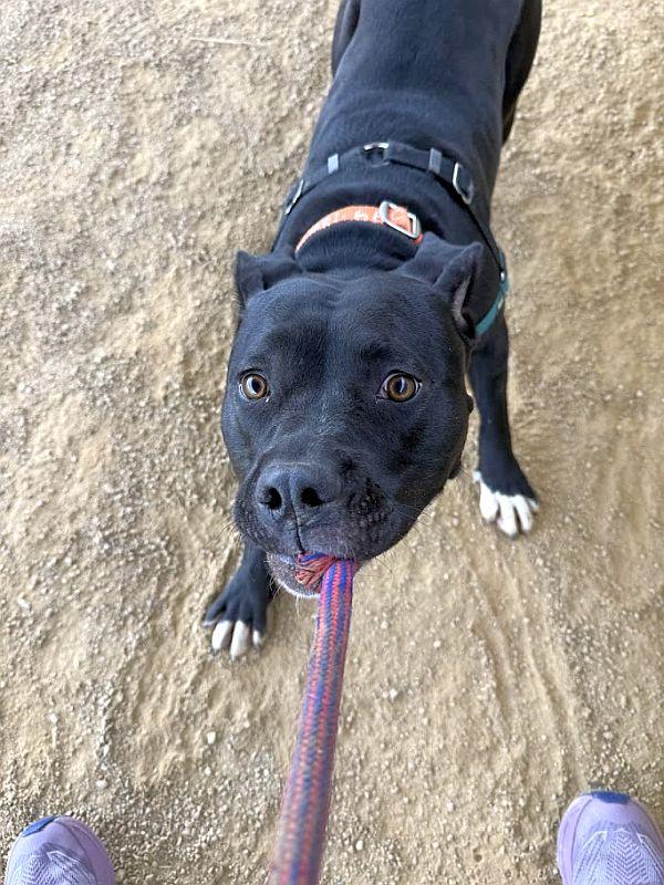 Pepita, a ADOPTABLE Pit Bull Terrier in Berkeley, CA image 3/6