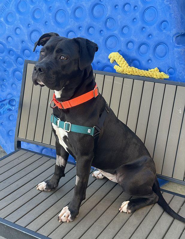 Pepita, ADOPTABLE, Puppy Female Pit Bull Terrier.