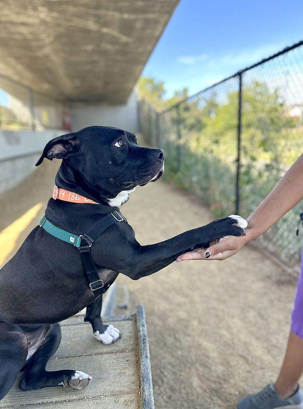 Pepita, a ADOPTABLE Pit Bull Terrier in Berkeley, CA image 3/6