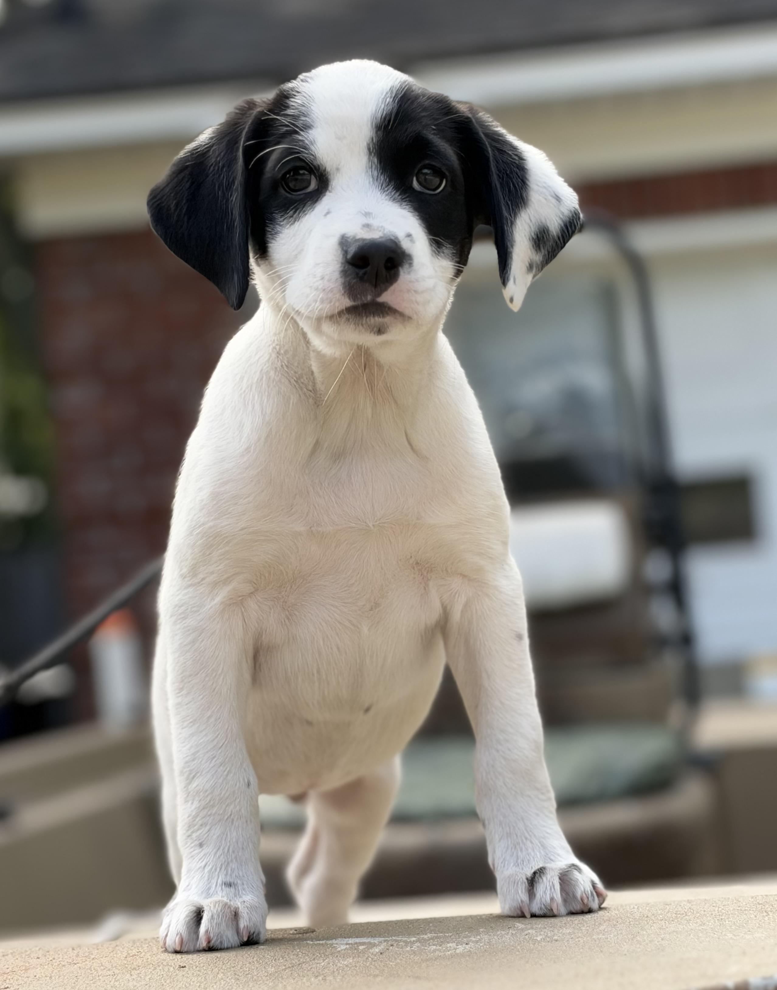 Enlarge Rustle, a Adoptable mixed breed in Mt Pleasant, SC image 6/6