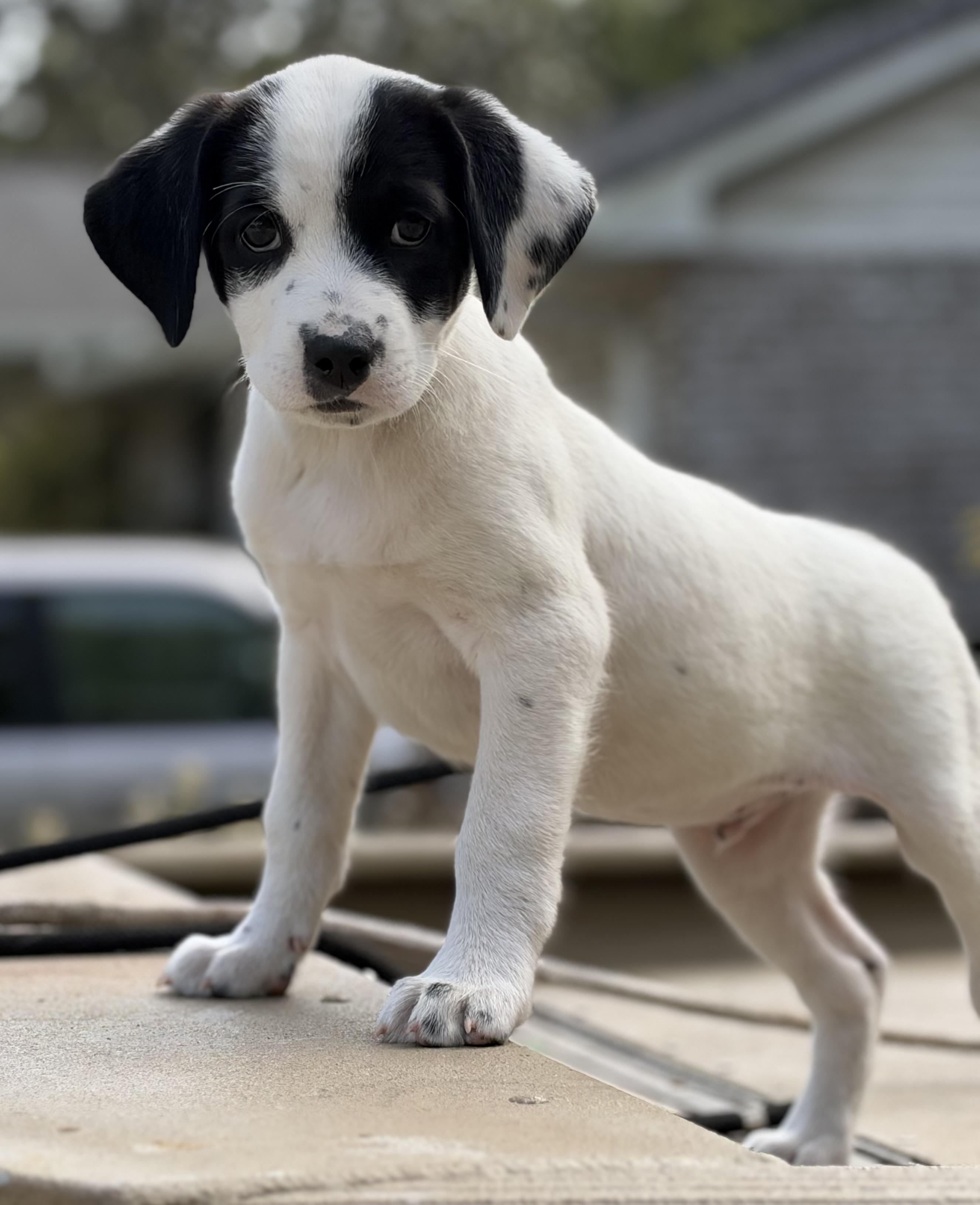 Enlarge Rustle, a Adoptable mixed breed in Mt Pleasant, SC image 4/6