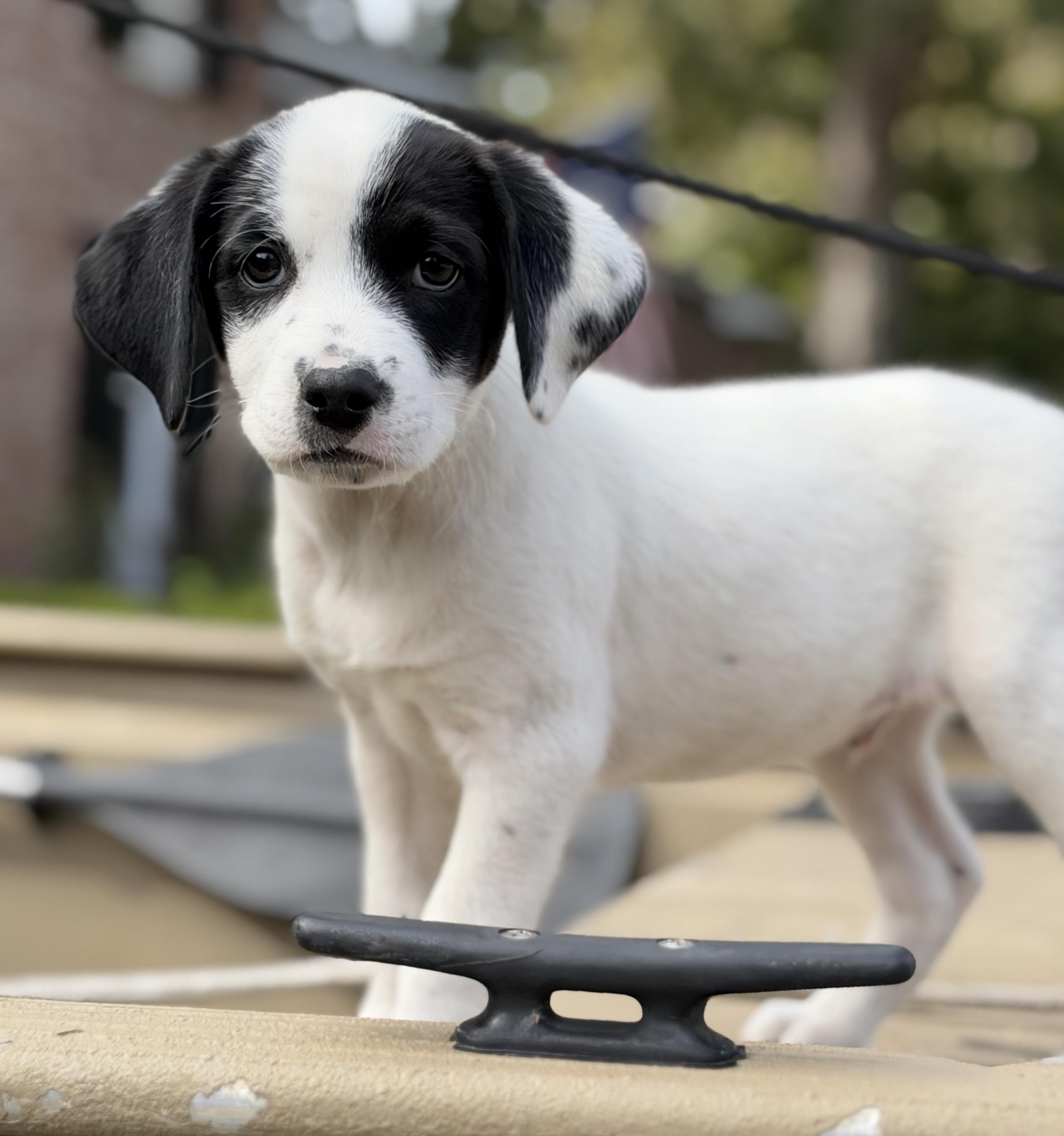 Rustle, Adoptable, Puppy Male Mixed Breed.