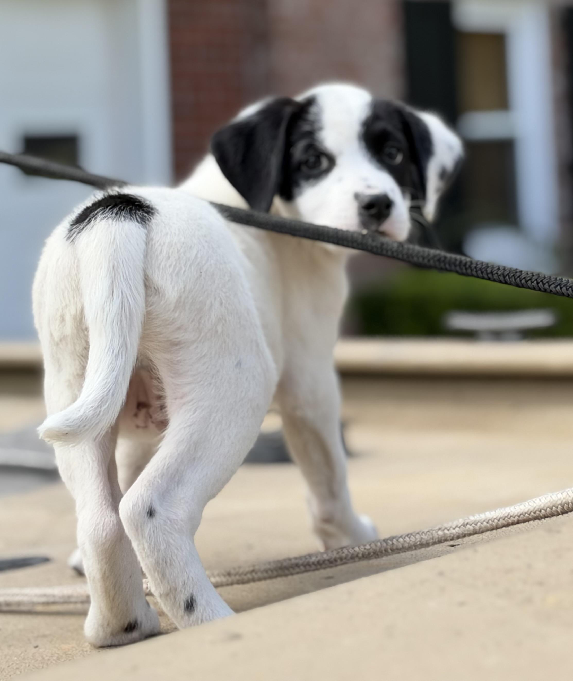 Enlarge Rustle, a Adoptable mixed breed in Mt Pleasant, SC image 2/6
