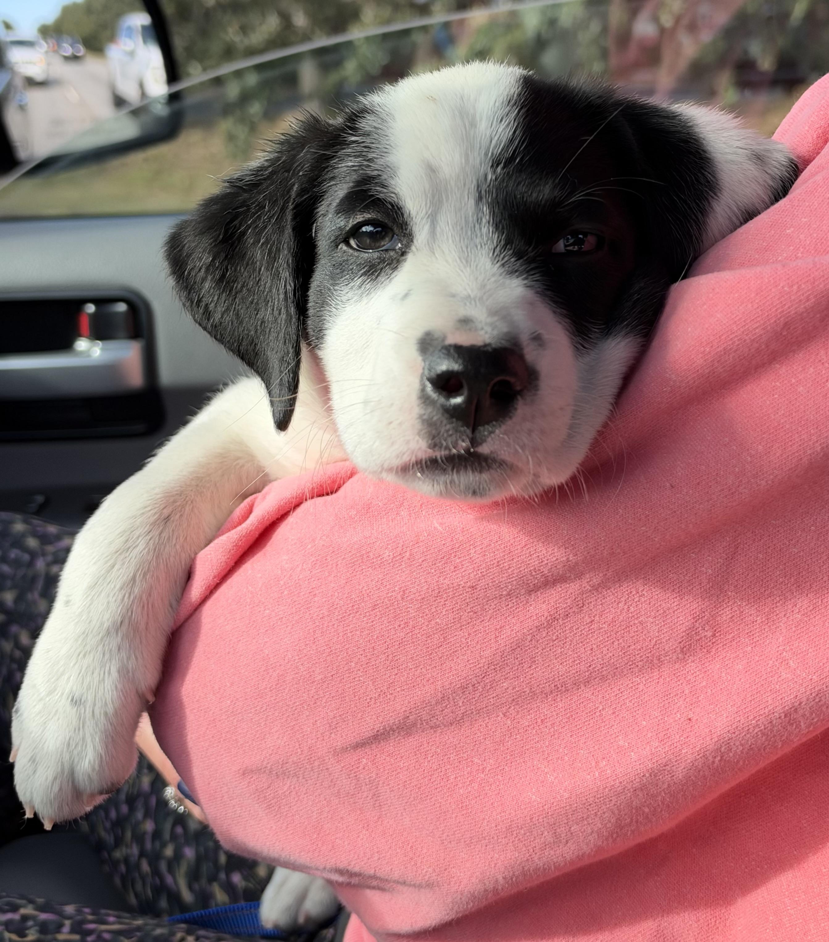 Enlarge Rustle, a Adoptable mixed breed in Mt Pleasant, SC image 5/6