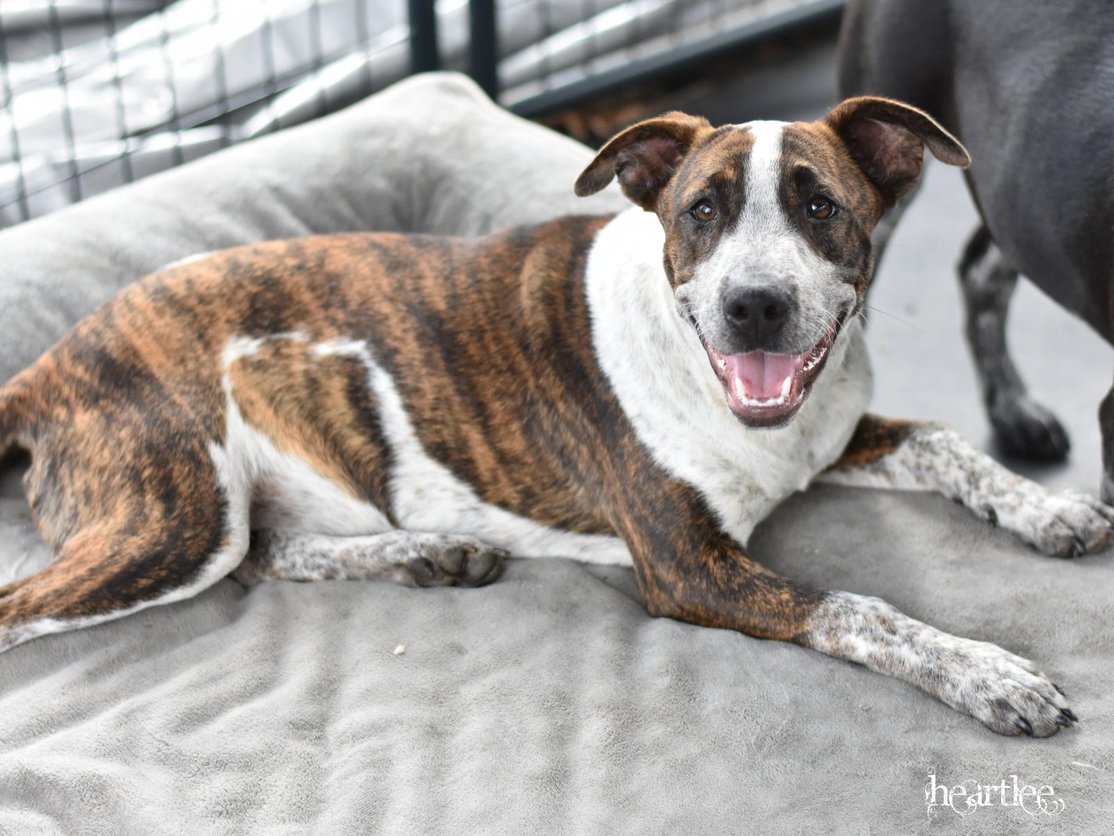 Heartlee — thumbnail 3