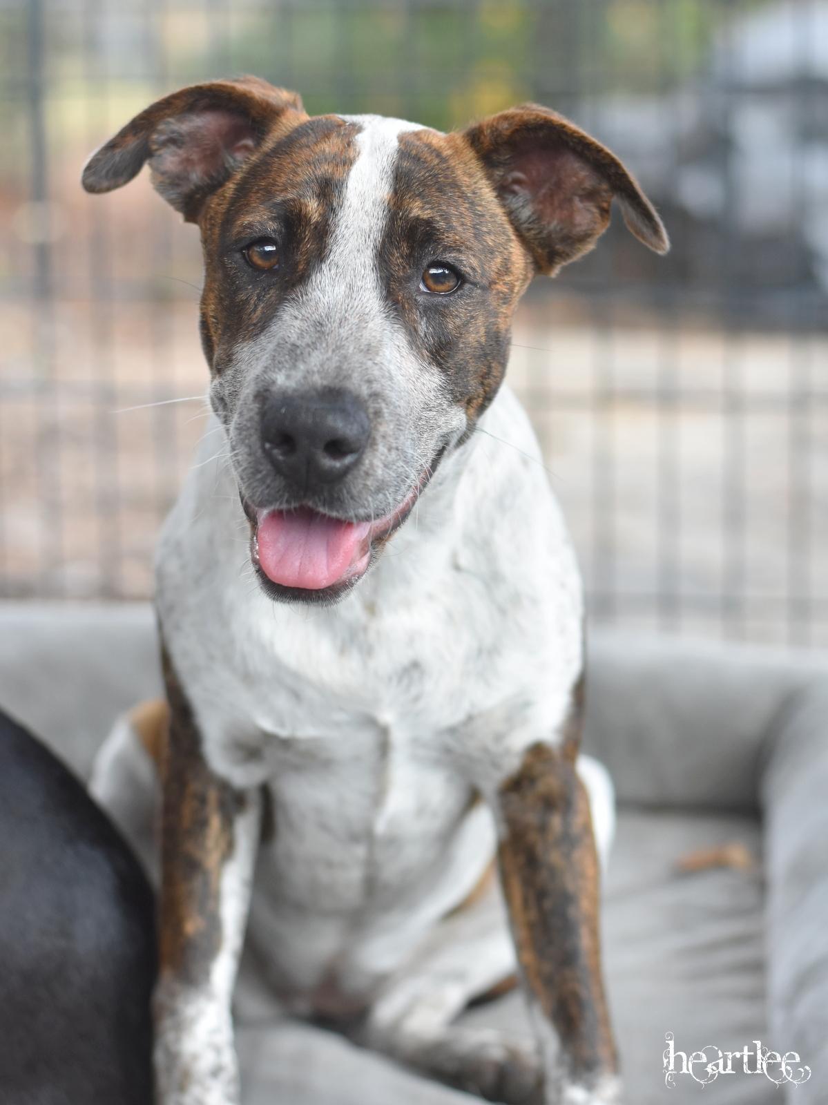 Heartlee — thumbnail 4