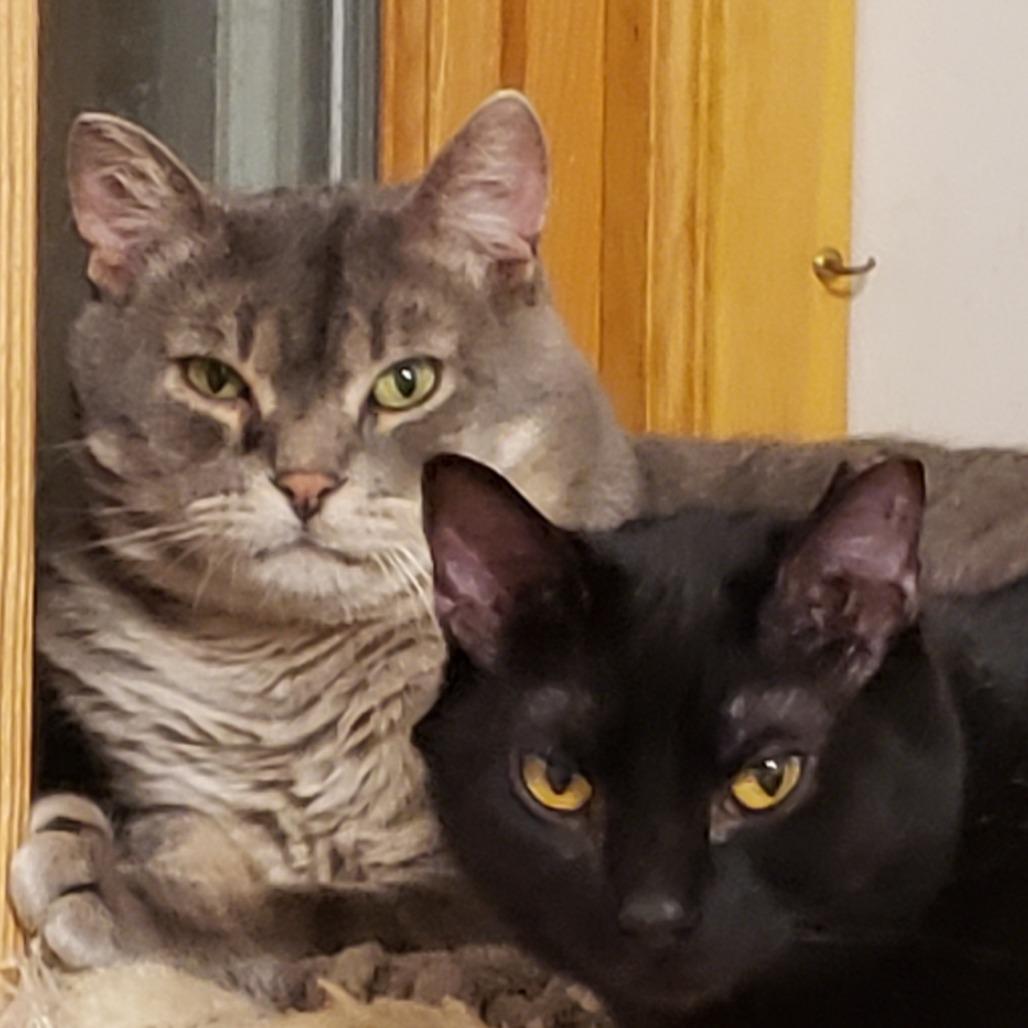 Zara, Adoptable, Adult Female Domestic Short Hair.