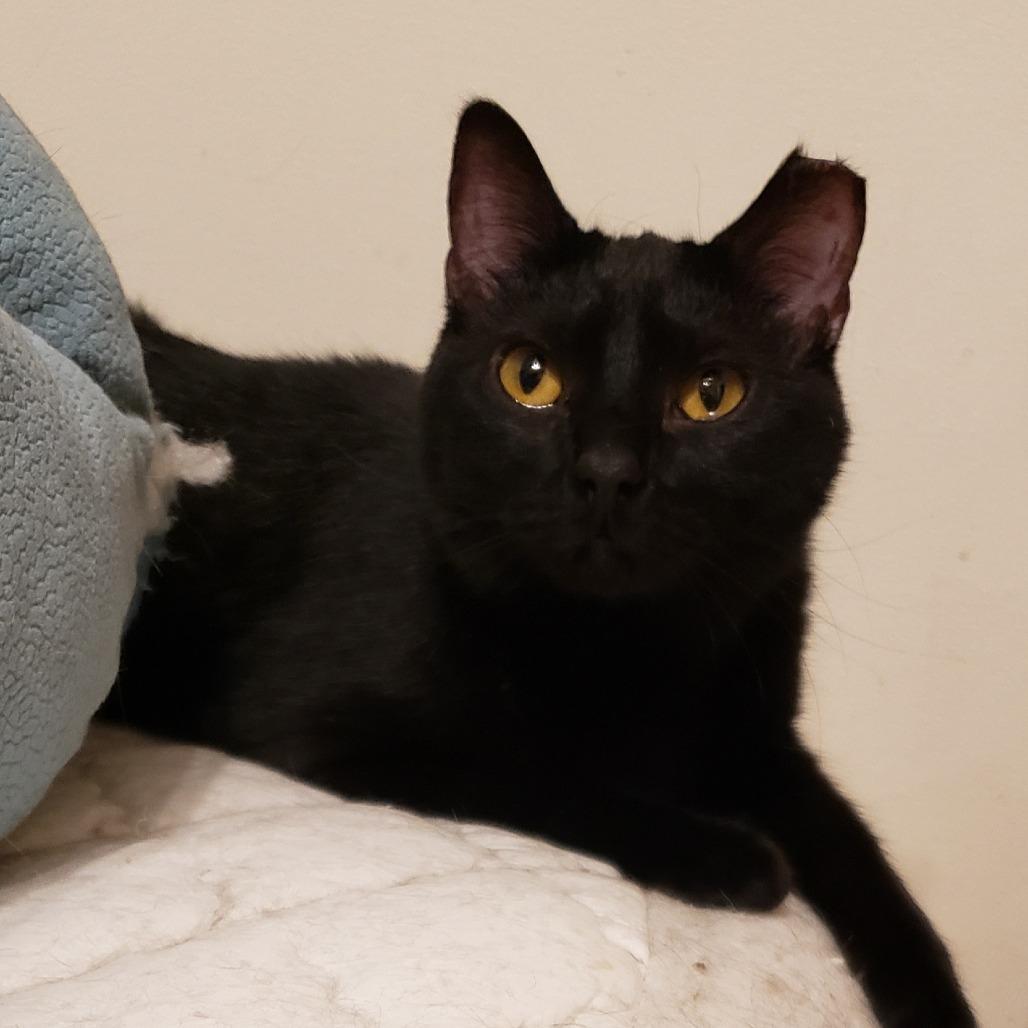 Zara, a Adoptable Domestic Short Hair in Inver Grove Heights, MN image 2/3