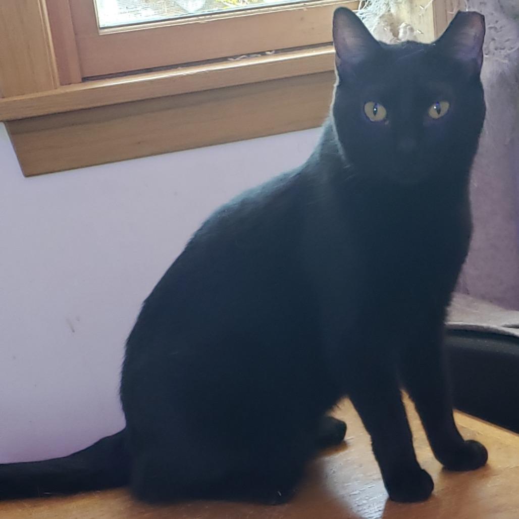 Zara, a Adoptable Domestic Short Hair in Inver Grove Heights, MN image 3/3