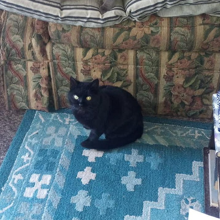 Enlarge Lupe, an adopted Domestic Short Hair in Waveland, IN image 1/1