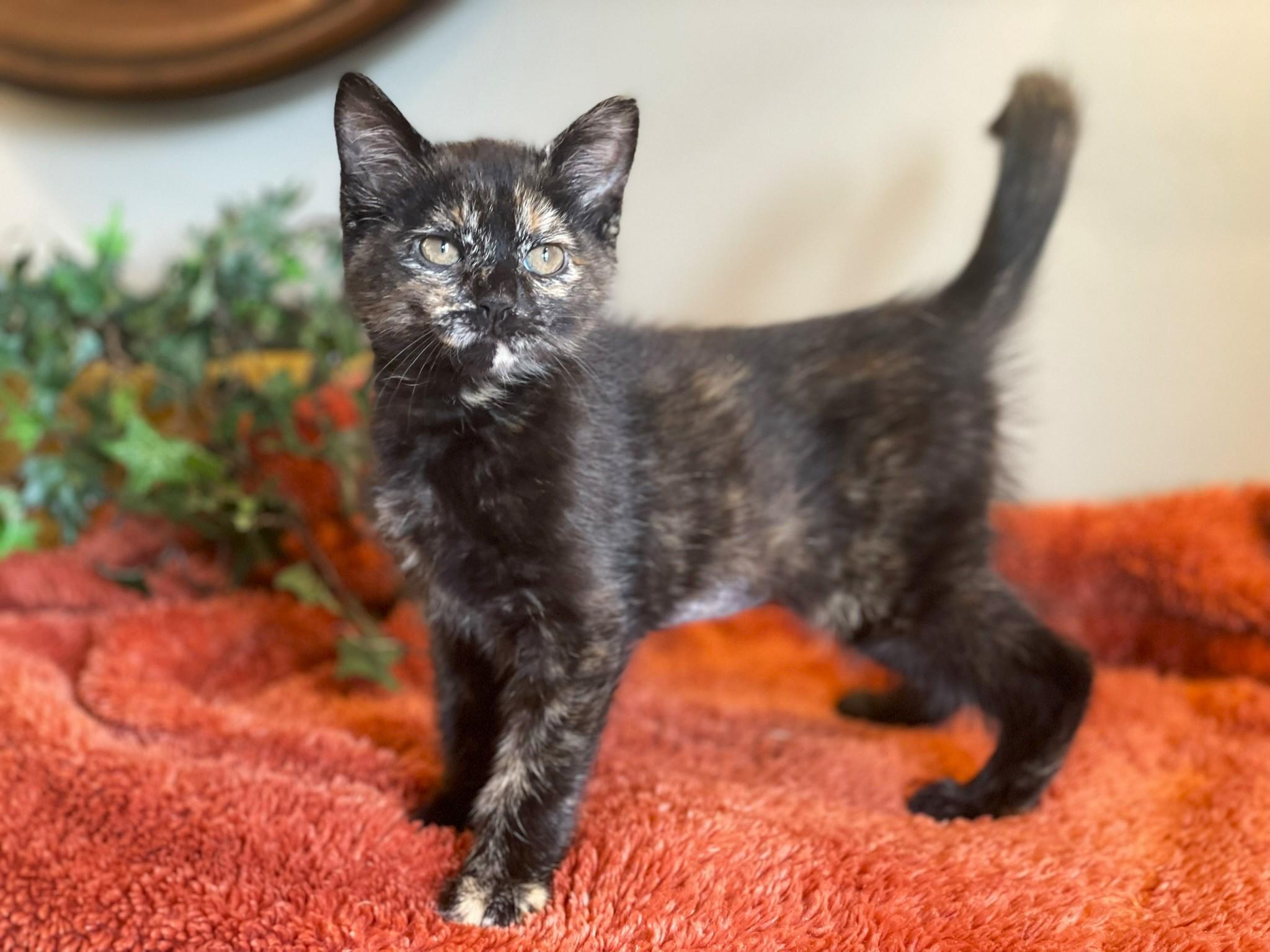 Enlarge Princess Donut, an adopted Tortoiseshell in Taylor, MI image 4/6