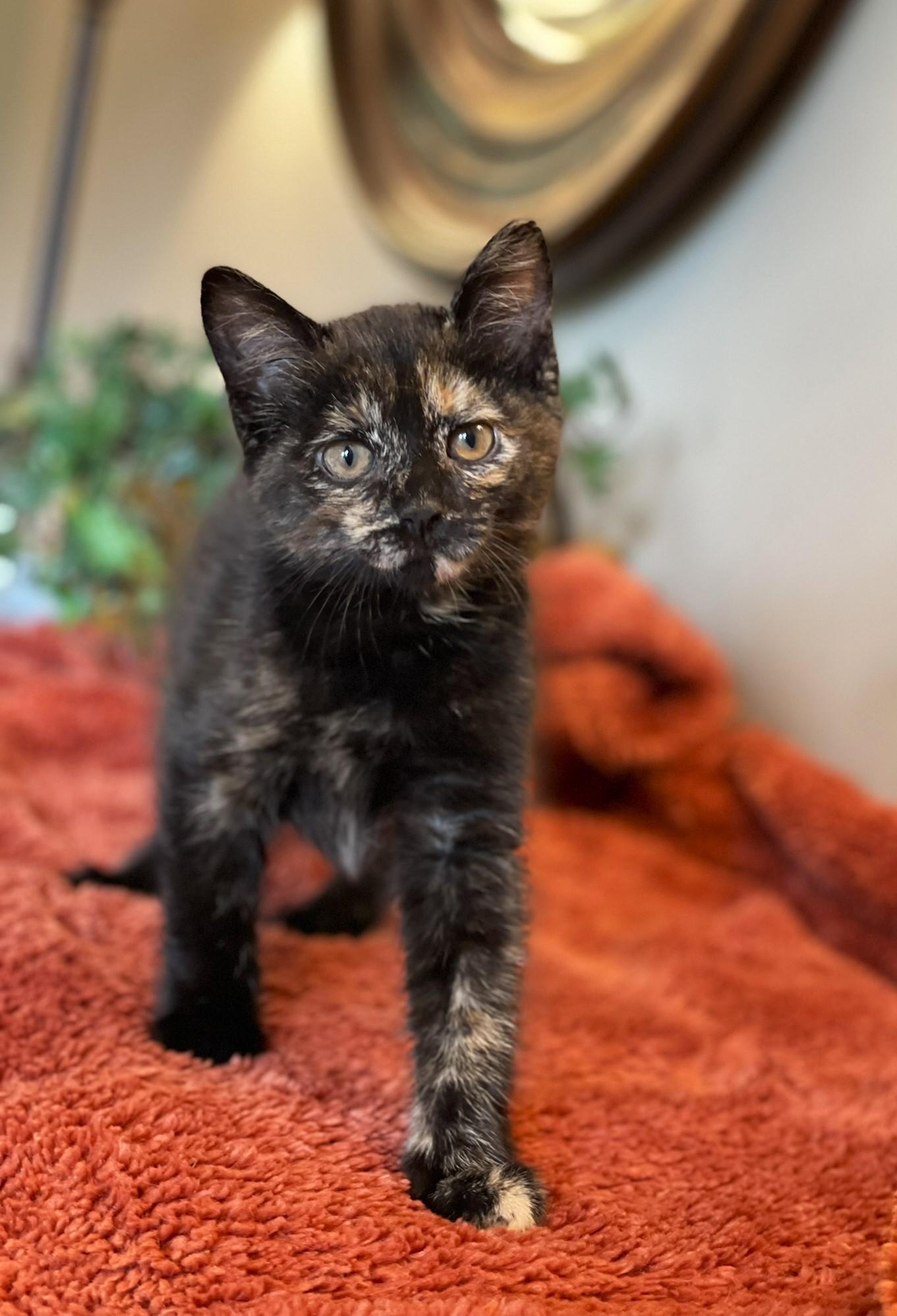 Enlarge Princess Donut, an adopted Tortoiseshell in Taylor, MI image 1/6