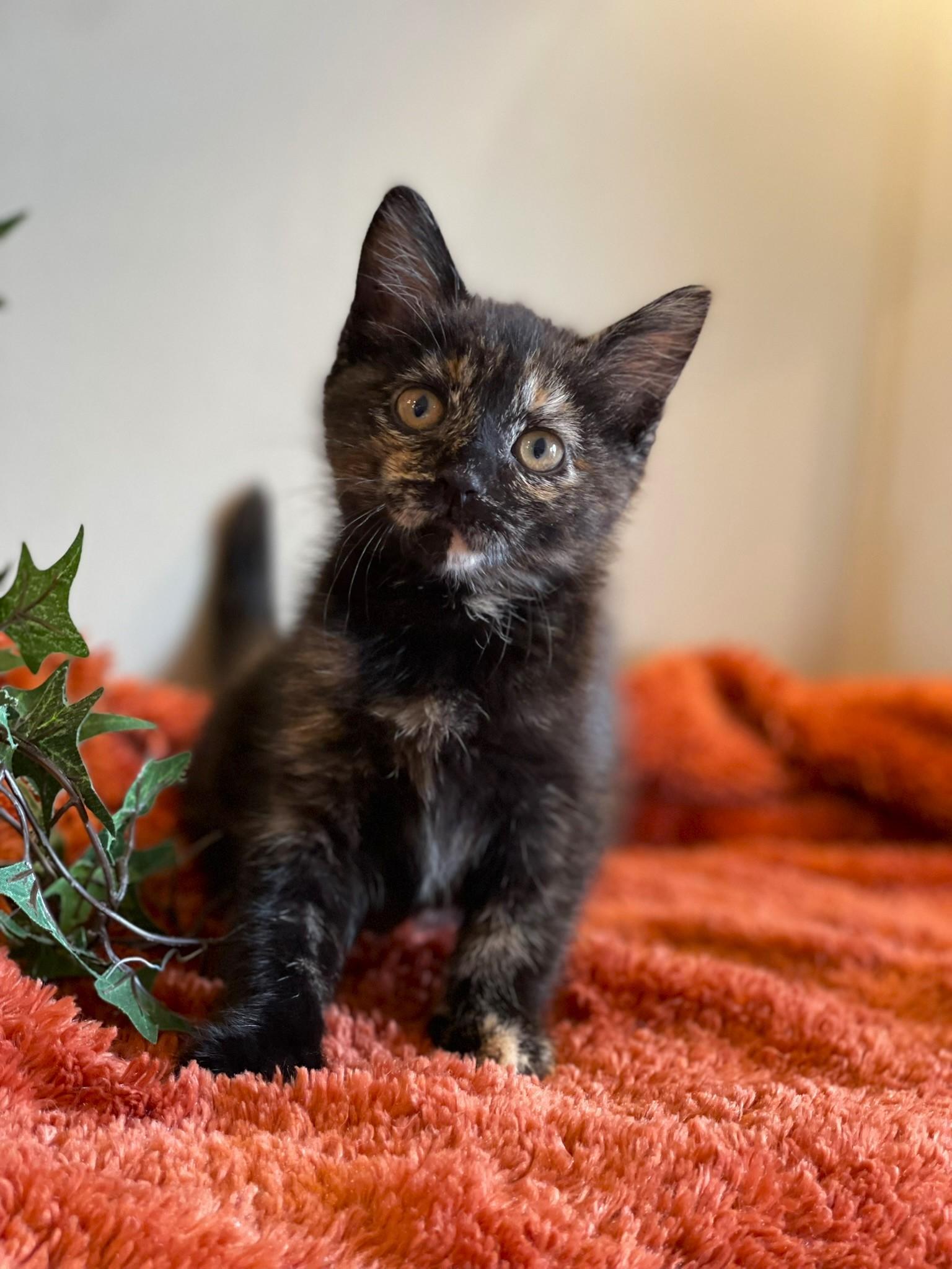 Enlarge Princess Donut, an adopted Tortoiseshell in Taylor, MI image 3/6