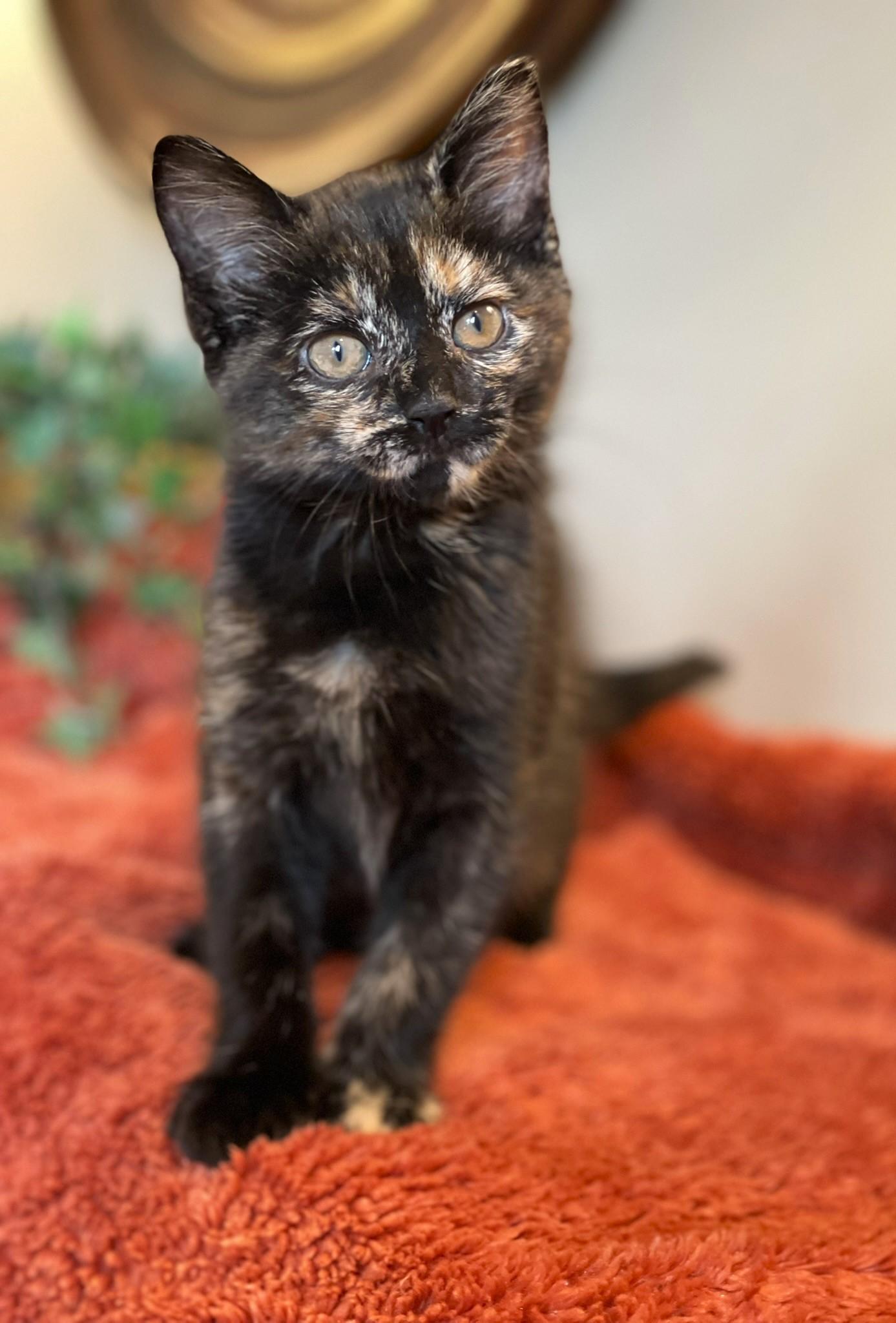 Enlarge Princess Donut, an adopted Tortoiseshell in Taylor, MI image 5/6