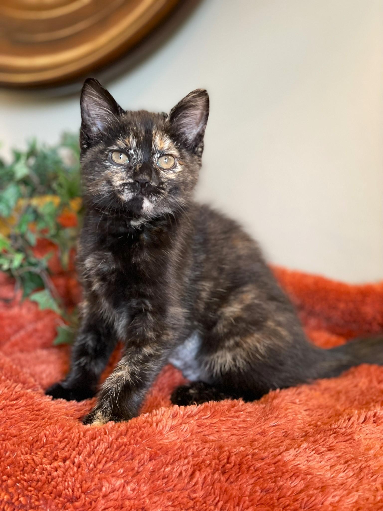 Enlarge Princess Donut, an adopted Tortoiseshell in Taylor, MI image 2/6