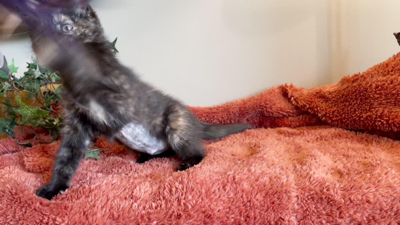 Enlarge Princess Donut, an adopted Tortoiseshell in Taylor, MI video 6/6