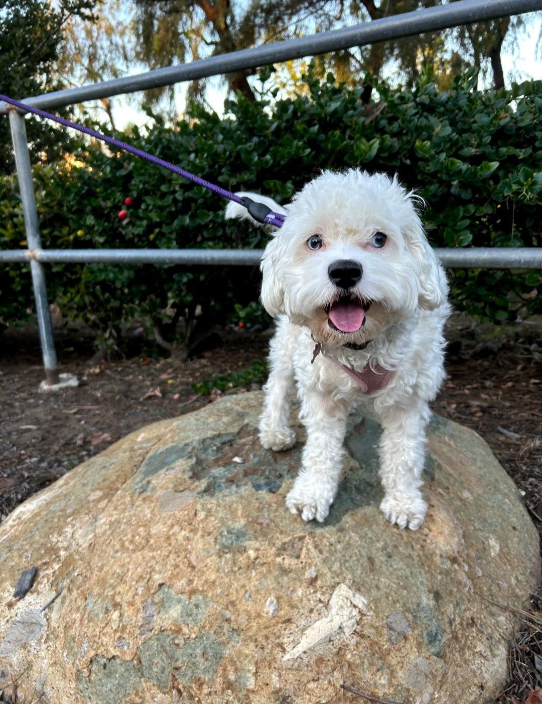 Enlarge Spot, a Adopted mixed breed in Escondido, CA image 1/3