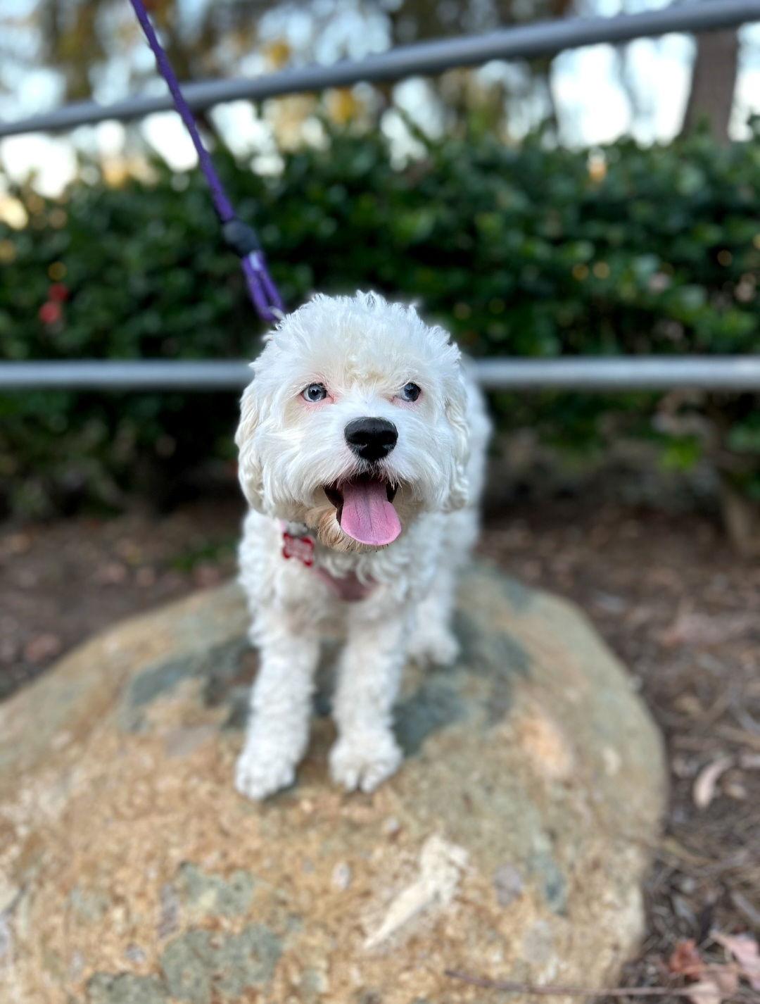Enlarge Spot, a Adopted mixed breed in Escondido, CA image 2/3