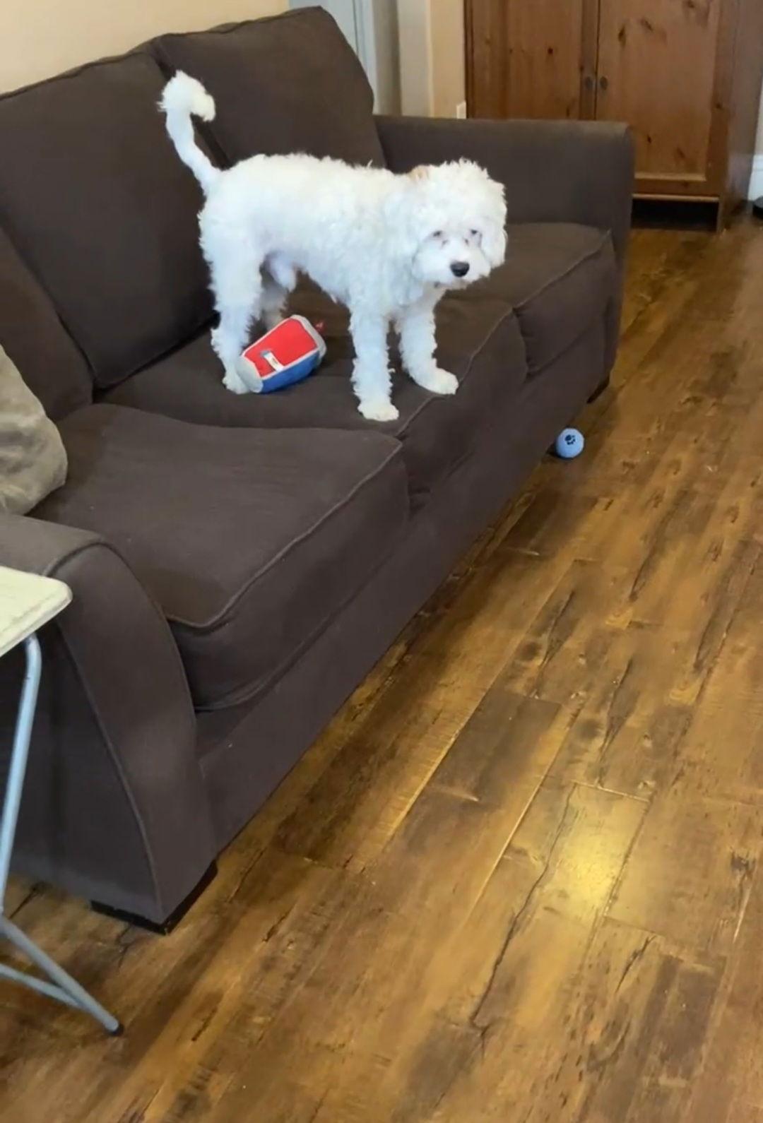 Enlarge Spot, a Adopted mixed breed in Escondido, CA image 3/3