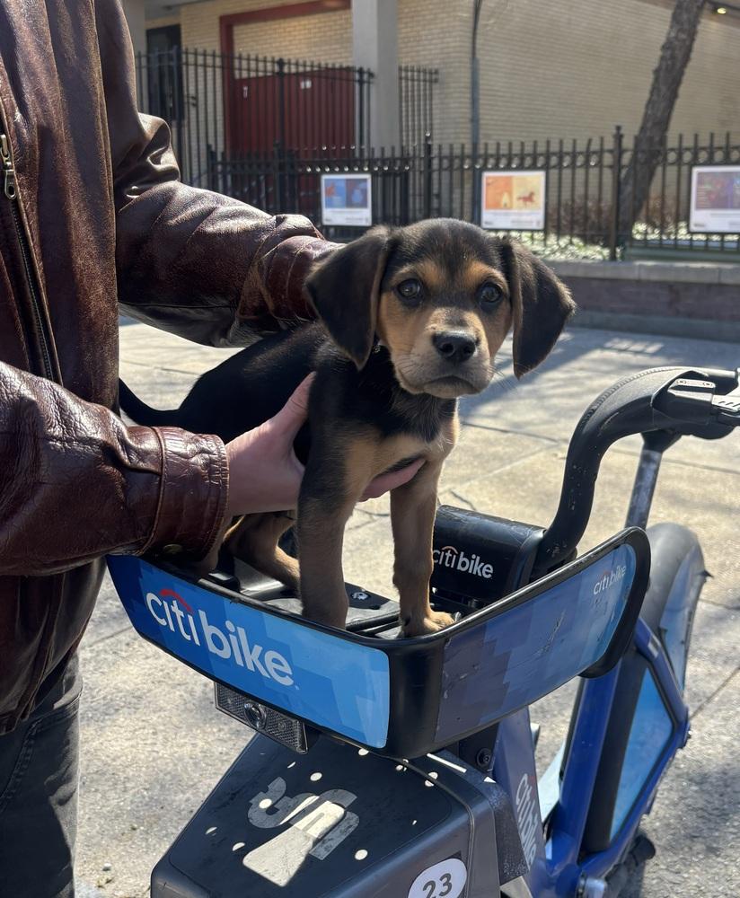 Garrett, Adopted, Puppy Male Beagle & Terrier.